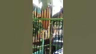 Download lagu Burung Samyong Gacor Beraksi Jos ( Samyong Gacor Bird in Action Jos )