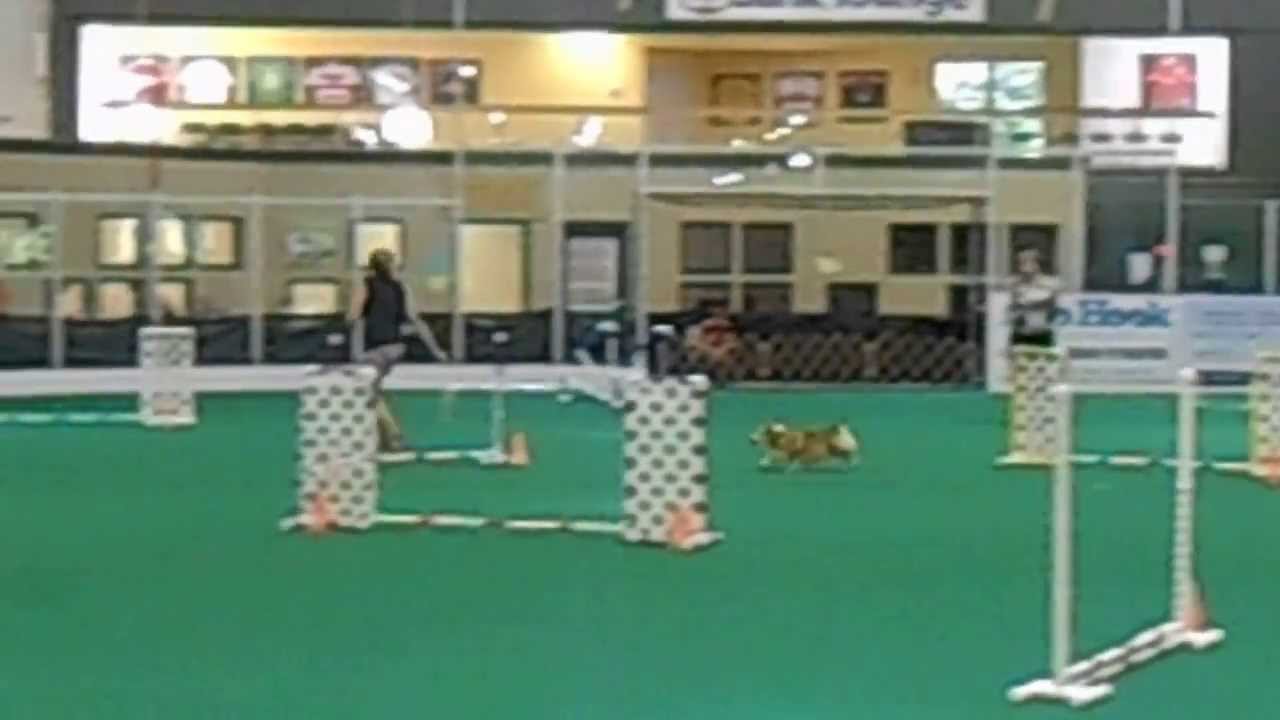 DallyDerby City Agility Masters 4" JWW Pref 8/31/13 YouTube