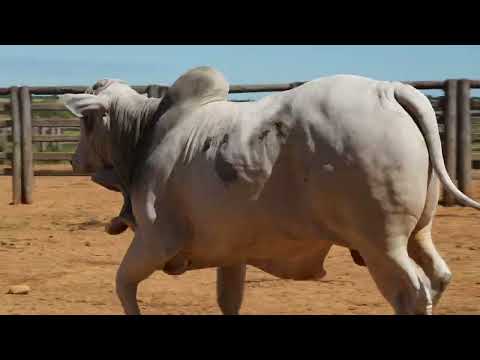 23 AgroBembom Lote23 LCFS 4582