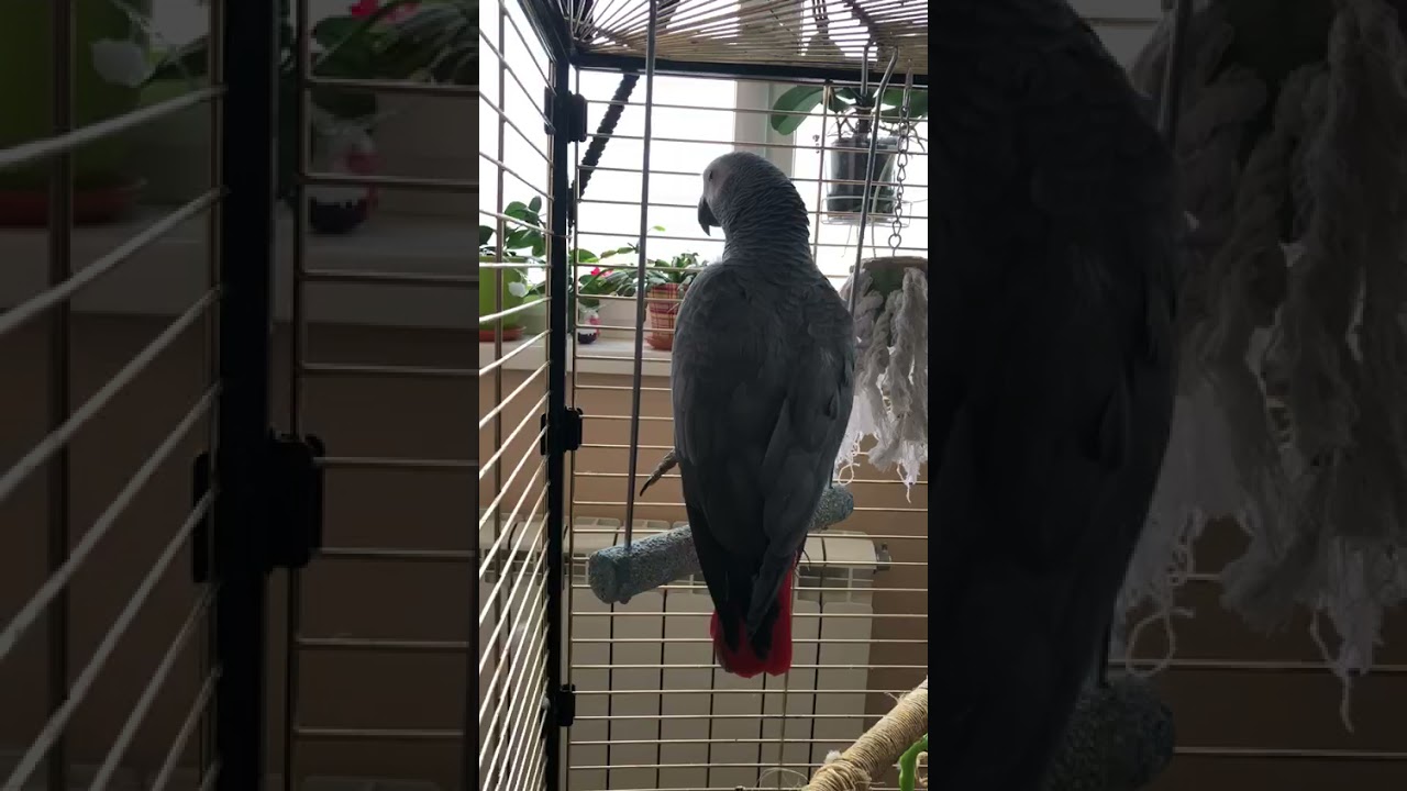 Ум-ца, Ум-ца, Ум-ца-ца... - YouTube