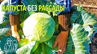🌱 Выращивание капусты без рассады в открытом грунте по технологии Гордеевых