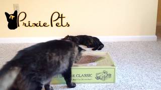 Cat Scratch Box Unwrap - Cat Lounge Classic + Catnip