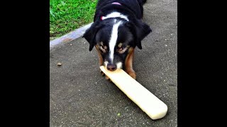 Why do dogs love bones??