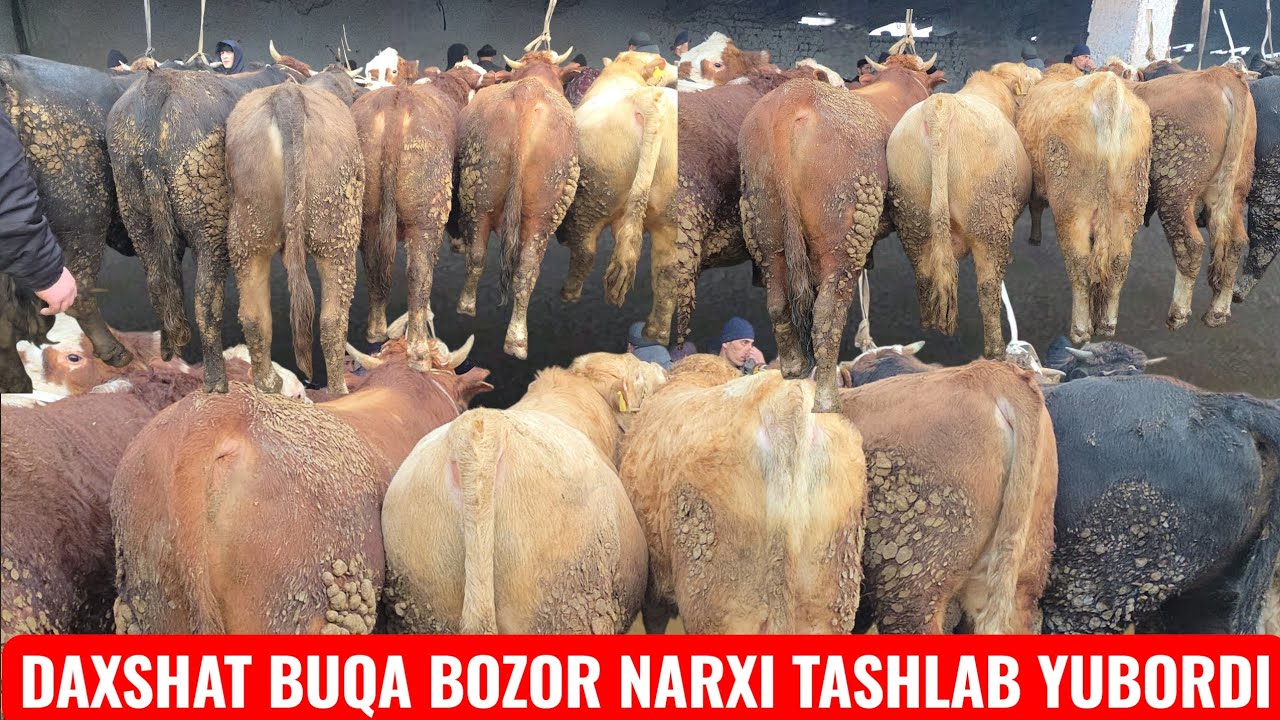 BOZORDA NARX KESKIN TUSHIB KETDI BALIQCHI CHORVA MOL BOZOR