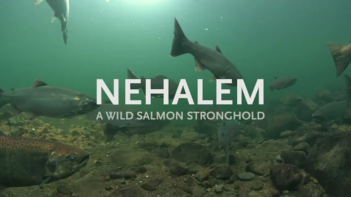Nehalem: A Wild Salmon Stronghold