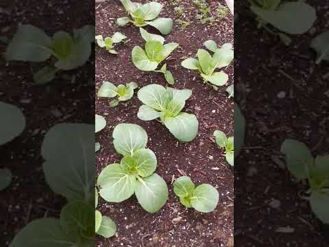 Vídeo: Cura de Bok Choy: consells per cultivar plantes de Bok Choy