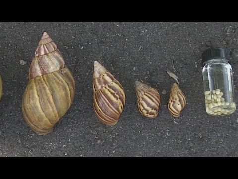 Giant African land snails in Florida carry dangerous parasite