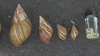Giant African land snails in Florida carry dangerous parasite