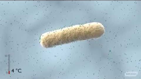 Bacterial Transformation Lab (Theory)