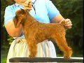 Brussels Griffon - Grifón De Bruselas - ブリュッセル・グリフォン - AKC Dog breed series