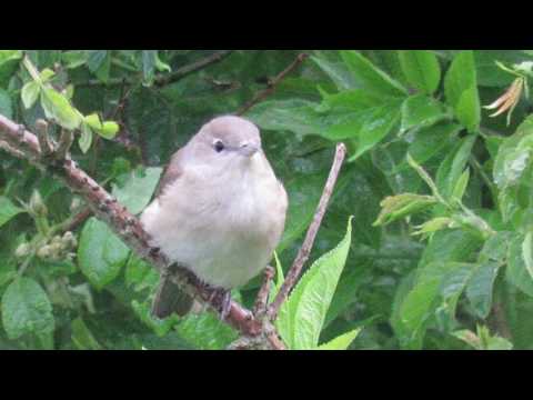 Tuinfluiter / Garden Warbler - Harelbeke (Belgium) - 28/04/2017