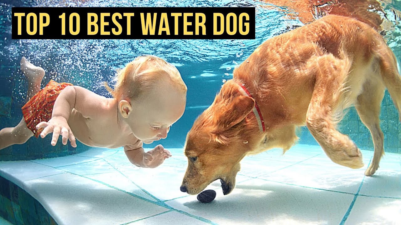 Top 10 Best Water Dog Breeds YouTube