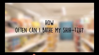 How often should you bathe your Shihtzu