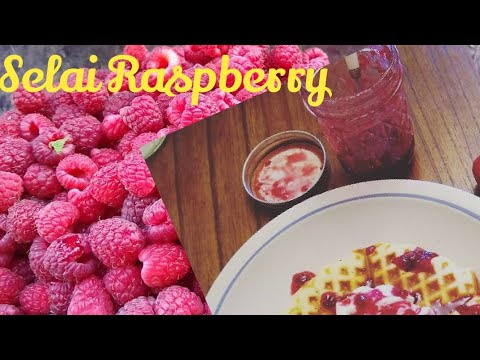 Video: Cara Membuat Selai Raspberry Dan Lainnya