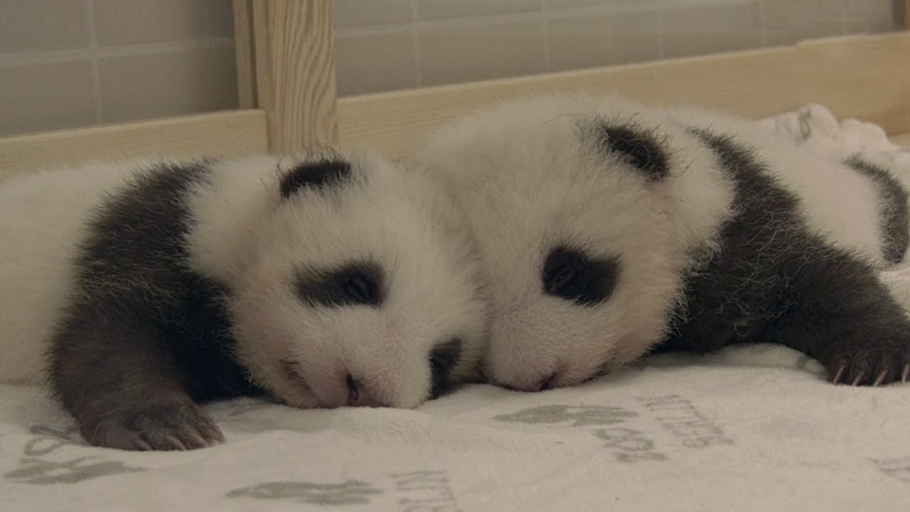 Berlin Zoo S Twin Panda Cubs Meet For The First Time Youtube