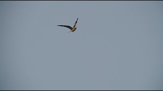 Common Nighthawks In Flight, 8/24/2024 (HD)