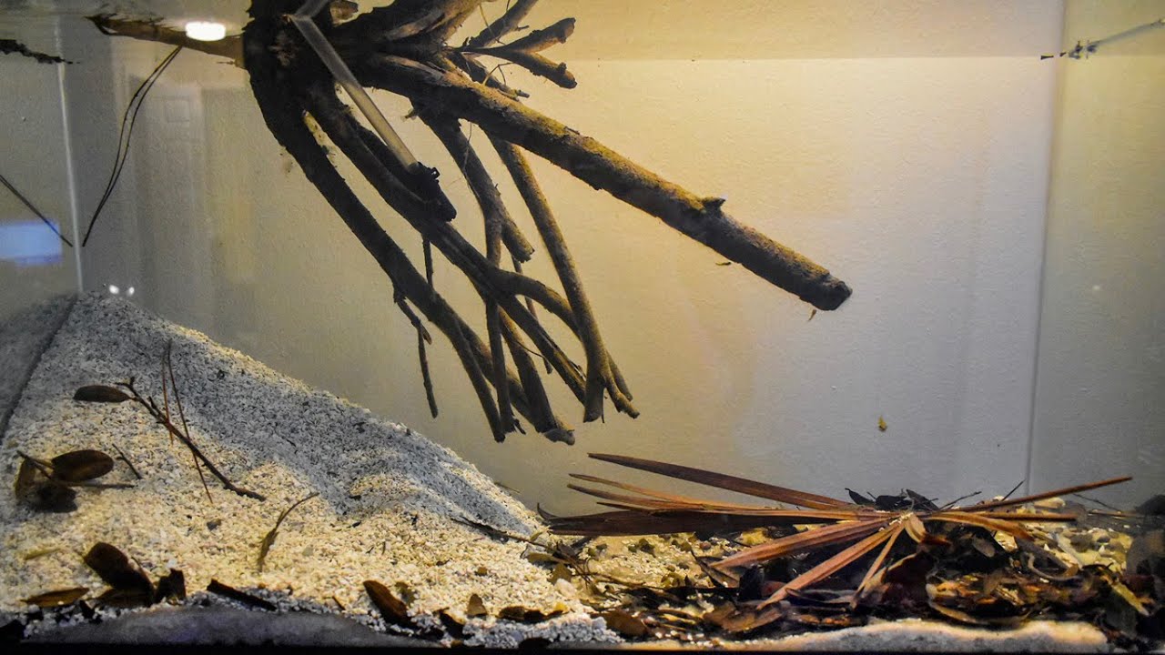 #BADC2020 / Under the Oaks along the St  Marks River Natural Bridge, 720 L