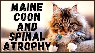 The Maine Coon and Spinal Atrophy