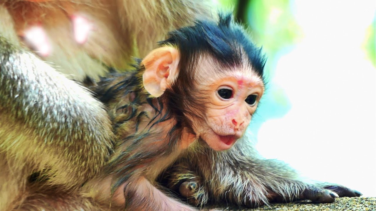 Cute Newborn baby monkey just born requesting Oldest MaMa BERRY for walking on the wall