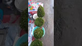 Sanjeevani -So Plant