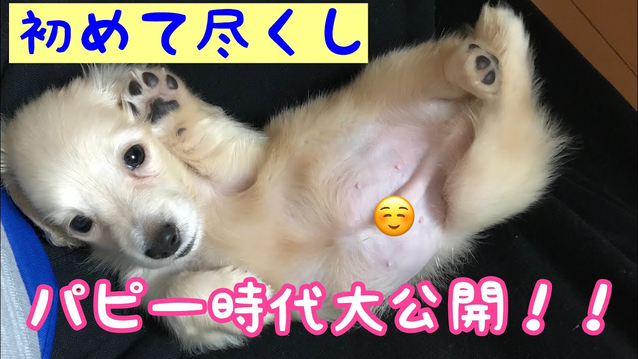 【パピー】手のひらサイズ！カニンヘンダックス子犬。体重500g！初めて尽くしの毎日を大公開！！ YouTube