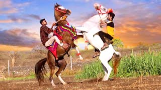 Kathiyawadi Gujarat Horse Part - 11 | Ramlechi Kathi Dayro | Jasku Kathi