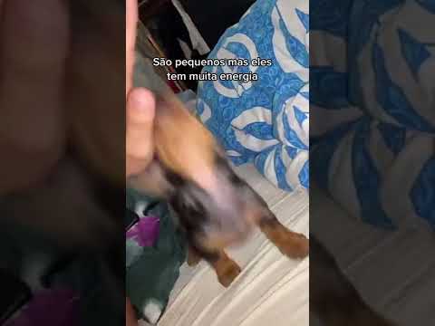 Vídeo: Por que os dachshunds são ótimos animais de estimação?