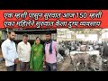 एक म्हशी पासुन सुरुवात आज 150 म्हशी, महिला असुन करते दुग्ध व्यवसाय:Buffalo rearing: