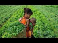 Single mother harvesting green vegetables to sell at the market finishing bamboo floors cooking