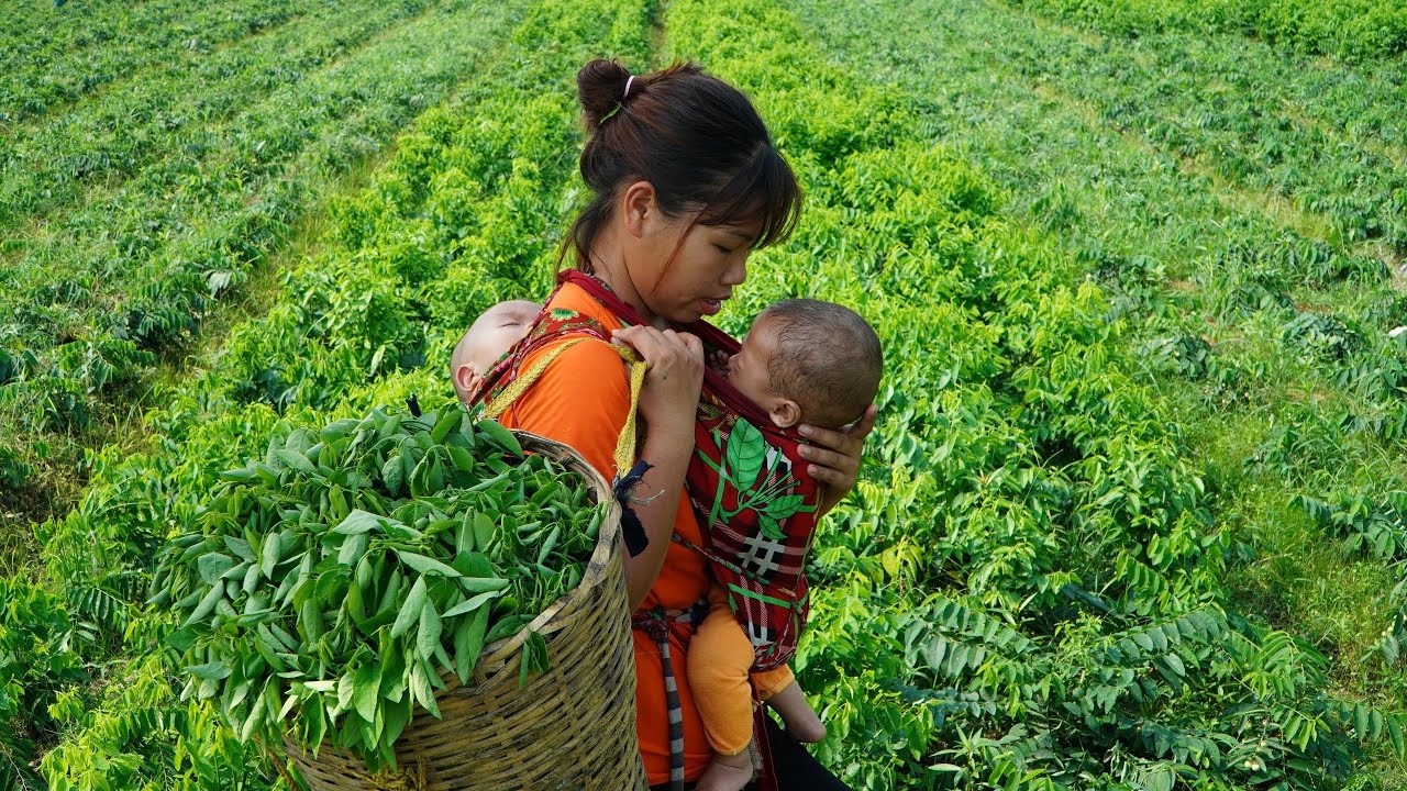 Single Mom - Rescuing 3 mother and children who unfortunately fell, Harvest celery go market sell