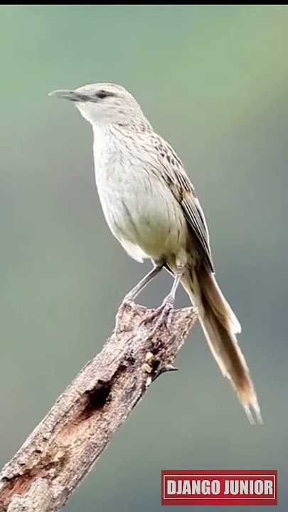 Burung Depyak atau Cica koreng liar gacor #shorts #cicakoreng #kicaumania #kicaumaniaindonesia