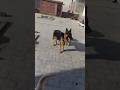 Iss ko 3 din khana khilao 3 sal yad rakhega #facts #labrador #factfury #factsdogshorts #dogbreed