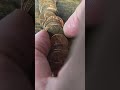 Lincoln Cent Search