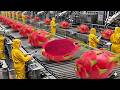 Inside a Modern Dragon Fruit Factory: How To Farming Harvest Fruit &amp; Product Process