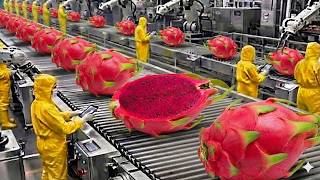 Inside a Modern Dragon Fruit Factory: How To Farming Harvest Fruit & Product Process