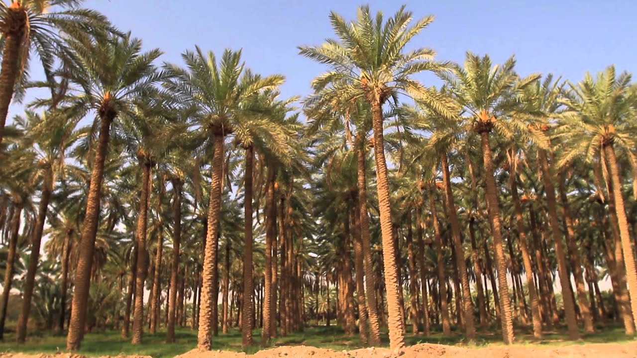 البدائع قصة نسجها الإبداع