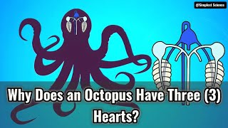 Why Does An Octopus Have Three 3 Hearts?