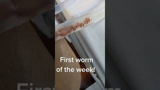 First worm of the week #parasite #worm #IBS #bloating #colonic #gutheaven #heavenlygutscrub #poopto