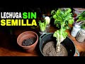 ✅ LECHUGA Sin Semilla 👉 ReCultivo en la Huerta ✔️✔️✔️