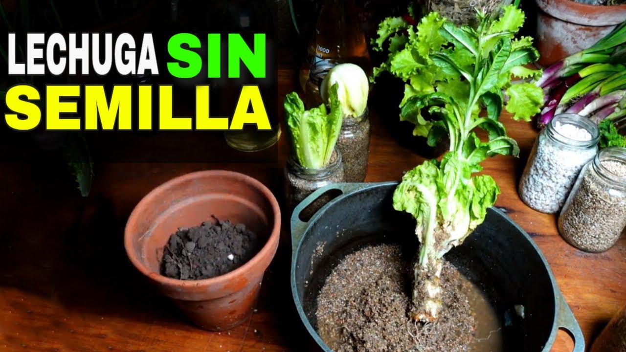 ✅ Cultivar LECHUGA Sin Semilla 👉 ReCultivo en la Huerta ✔️