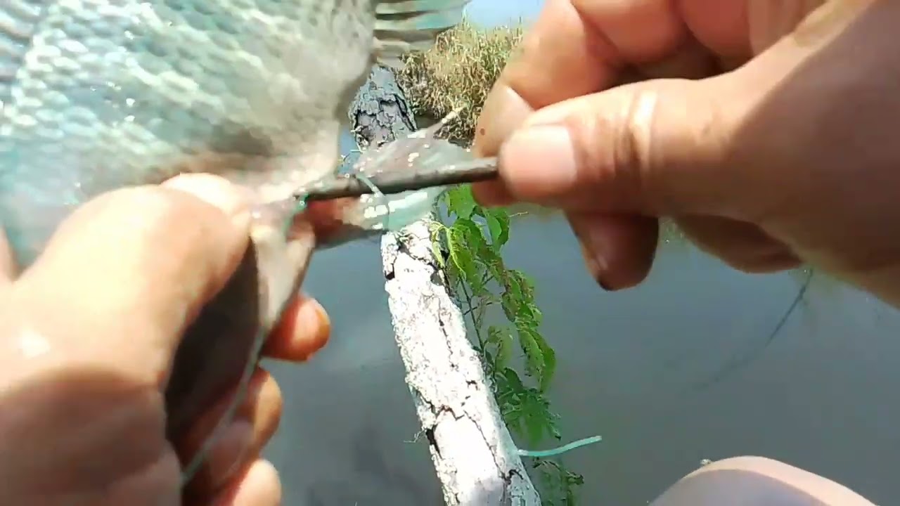 Ang bigat ng mamaw kala ko sumabit lang!!!#ALVARANFISHHUNTER/tiksay fishing!!!