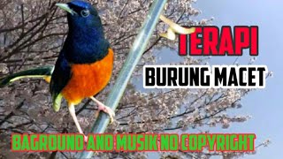 pancingan terapi suara burung murai batu baground dan musik nocopyright