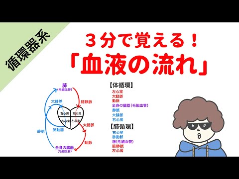 魚の心臓の仕組みとは？意外と知らない血液循環の秘密