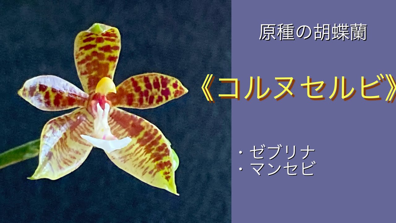 2024年9月15日 原種の胡蝶蘭 《ゼブリナ》《コルヌセルビ》 9月の開花