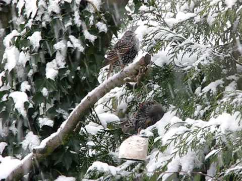 canon definicion Snow in my winter bird garden ~ Birds UK 2010