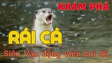 Khám phá Rái cá |  Siêu Vận động viên bơi lội của thế giới