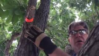Preventing Oak Wilt with Proper Pruning