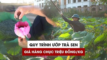 Tận mắt quy trình ướp trà sen giá hàng chục triệu đồng/kg ở Hà Nội