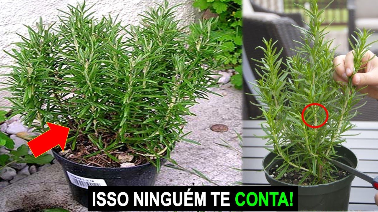 NUNCA PLANTE ALECRIM SEM VER ESSE VÍDEO!!!