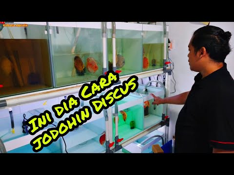 Video: Cara Menurunkan Tahap Amonia yang Tidak Terlalu Tinggi di Akuarium Ikan